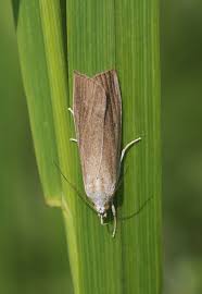 Attēlu rezultāti vaicājumam “Calamotropha paludella”