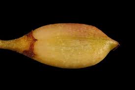 Attēlu rezultāti vaicājumam “Syringa vulgaris fruit”