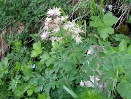 Attēlu rezultāti vaicājumam “Thalictrum aquilegifolium leaf”