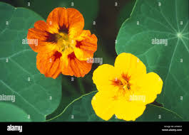 Attēlu rezultāti vaicājumam “Tropaeolum majus fruit”