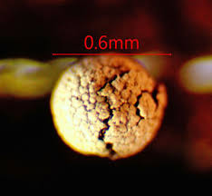 Attēlu rezultāti vaicājumam “Physarum murinum macro”