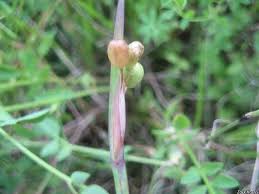Attēlu rezultāti vaicājumam “Sisyrinchium montanum fruit”