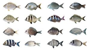 Image result for Diplodus lineatus