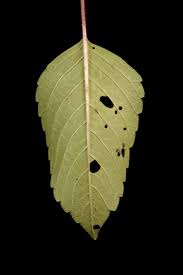 Attēlu rezultāti vaicājumam “Galeopsis speciosa leaf”