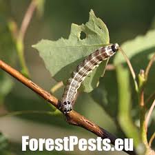 Attēlu rezultāti vaicājumam “Orthosia larvae”