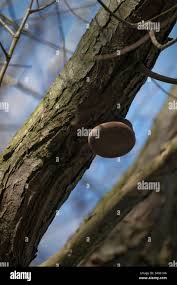 Attēlu rezultāti vaicājumam “Hyphodiscus hymeniophilus”