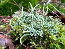 Attēlu rezultāti vaicājumam “Cladonia coniocraea”