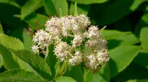 Attēlu rezultāti vaicājumam “Sambucus racemosa flower”