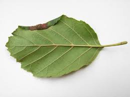 Attēlu rezultāti vaicājumam “Ortholepis betulae”