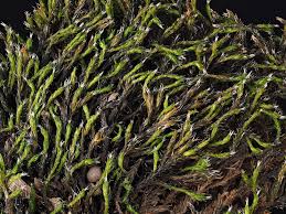 Attēlu rezultāti vaicājumam “Schistidium robustum”