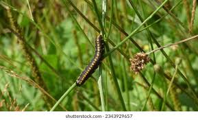 Attēlu rezultāti vaicājumam “Cucullia lucifuga larva”