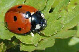Attēlu rezultāti vaicājumam “Coccinella septempunctata”