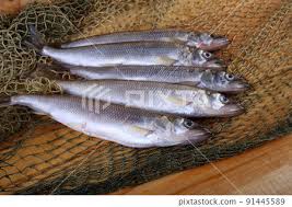 Image result for Osmerus mordax