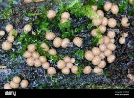 Attēlu rezultāti vaicājumam “Diderma radiatum spores”