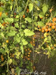 Afbeeldingsresultaat voor broad ripple yellow currant tomato