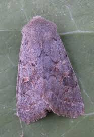 Attēlu rezultāti vaicājumam “Orthosia populeti”