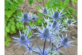 Image result for Edeldistel