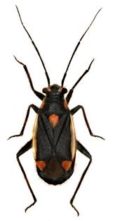 Attēlu rezultāti vaicājumam “Capsodes gothicus imago”