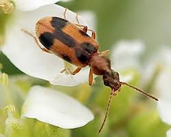 Attēlu rezultāti vaicājumam “Notoxus monoceros”