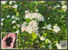 Attēlu rezultāti vaicājumam “Aronia melanocarpa flower”