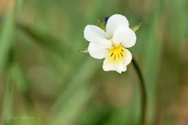Attēlu rezultāti vaicājumam “Viola arvensis flower”