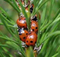 Attēlu rezultāti vaicājumam “Coccinella septempunctata”