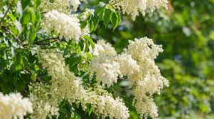 Attēlu rezultāti vaicājumam “Syringa reticulata subsp. amurensis flower”