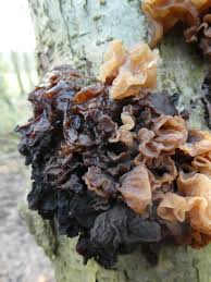 Attēlu rezultāti vaicājumam “Tremella foliacea”