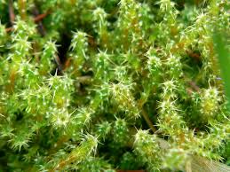 Attēlu rezultāti vaicājumam “Rhytidiadelphus squarrosus”