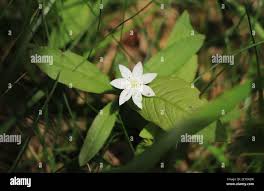 Attēlu rezultāti vaicājumam “Trientalis europaea flower”
