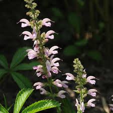 Image result for Salvia pratensis `Rose Rhapsody