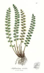 Attēlu rezultāti vaicājumam “Asplenium viride”