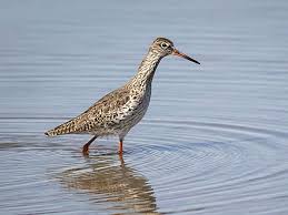 Attēlu rezultāti vaicājumam “Tringa totanus adult”