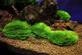 Attēlu rezultāti vaicājumam “Riccia fluitans”