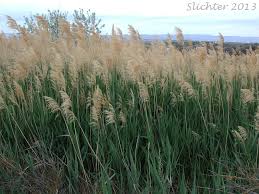 Attēlu rezultāti vaicājumam “Phragmites communis”