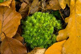 Attēlu rezultāti vaicājumam “Leucobryum glaucum”