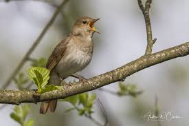 Image result for Luscinia luscinia