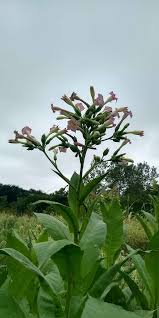 Attēlu rezultāti vaicājumam “Nicotiana tabacum”