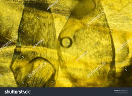 Attēlu rezultāti vaicājumam “Platygyrium repens”