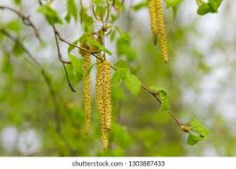 Attēlu rezultāti vaicājumam “Betula humilis female flower”