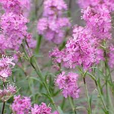 Attēlu rezultāti vaicājumam “Silene viscaria”