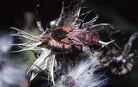 Attēlu rezultāti vaicājumam “Paramesus obtusifrons”