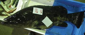 Image result for Epinephelus tukula