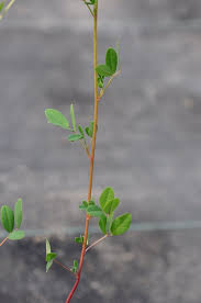 Attēlu rezultāti vaicājumam “Melilotus officinalis leaf”