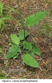 Attēlu rezultāti vaicājumam “Hieracium murorum leaf”