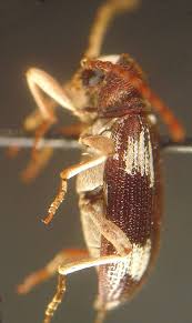 Attēlu rezultāti vaicājumam “Ptinus sp.”