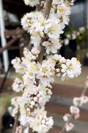 Attēlu rezultāti vaicājumam “Prunus (plum-tree) flower”