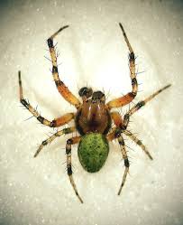 Attēlu rezultāti vaicājumam “Araniella male”