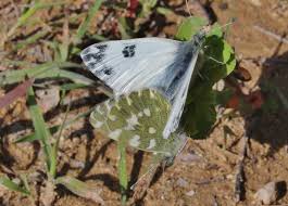 Attēlu rezultāti vaicājumam “Pontia edusa upperside”