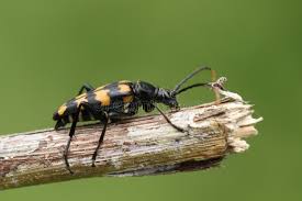 Attēlu rezultāti vaicājumam “Leptura quadrifasciata”